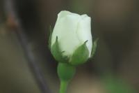 Rosa arvensis