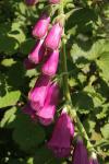 Digitalis purpurea