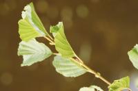 Alnus glutinosa