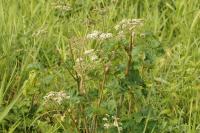 Angelica sylvestris