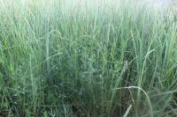 Gratiola officinalis