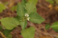 Solanum nigrum