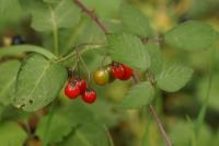 Solanum dulcamara