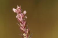 Odontites vernus