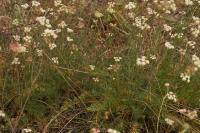 Peucedanum gallicum