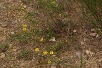 Senecio inaequidens