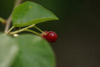 Prunus mahaleb
