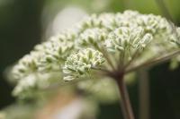 Angelica sylvestris