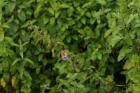 Stachys palustris