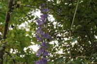 Campanula