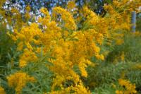 Solidago canadensis