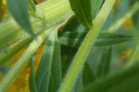 Solidago canadensis