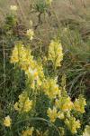 Linaria vulgaris
