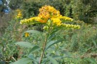 Solidago gigantea