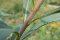 Solidago gigantea