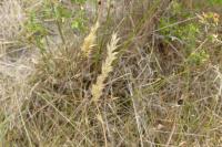 Holcus lanatus