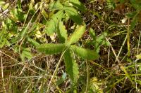 Potentilla reptans