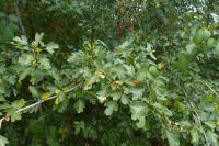Crataegus monogyna