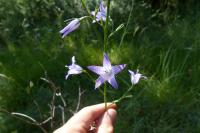 Campanula rapunculus