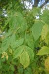 Acer negundo