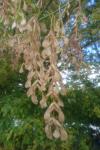 Acer negundo