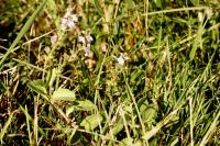 Veronica officinalis
