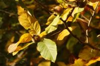 Crataegus germanica