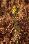 Solidago virgaurea