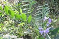 Galega officinalis