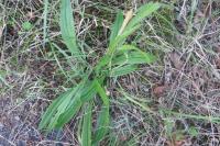 Plantago media