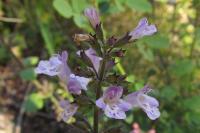 Clinopodium nepeta