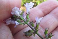 Clinopodium nepeta