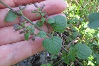 Clinopodium nepeta