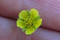 Potentilla neglecta