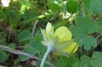 Potentilla neglecta