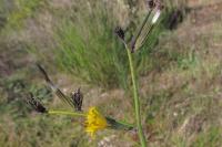 Chondrilla juncea