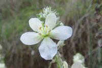 Verbascum lychnitis