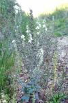 Verbascum lychnitis