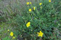 Helianthemum nummularium