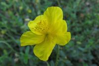 Helianthemum nummularium