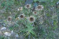 Carlina vulgaris