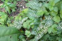 Arum italicum