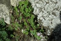 Cymbalaria muralis