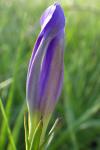 Gentiana pneumonanthe