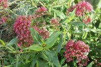 Centranthus ruber