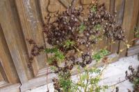 Hypericum perforatum