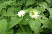 Lamium album