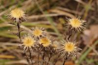 Carlina vulgaris
