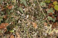 Rubia peregrina
