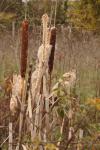 Typha latifolia